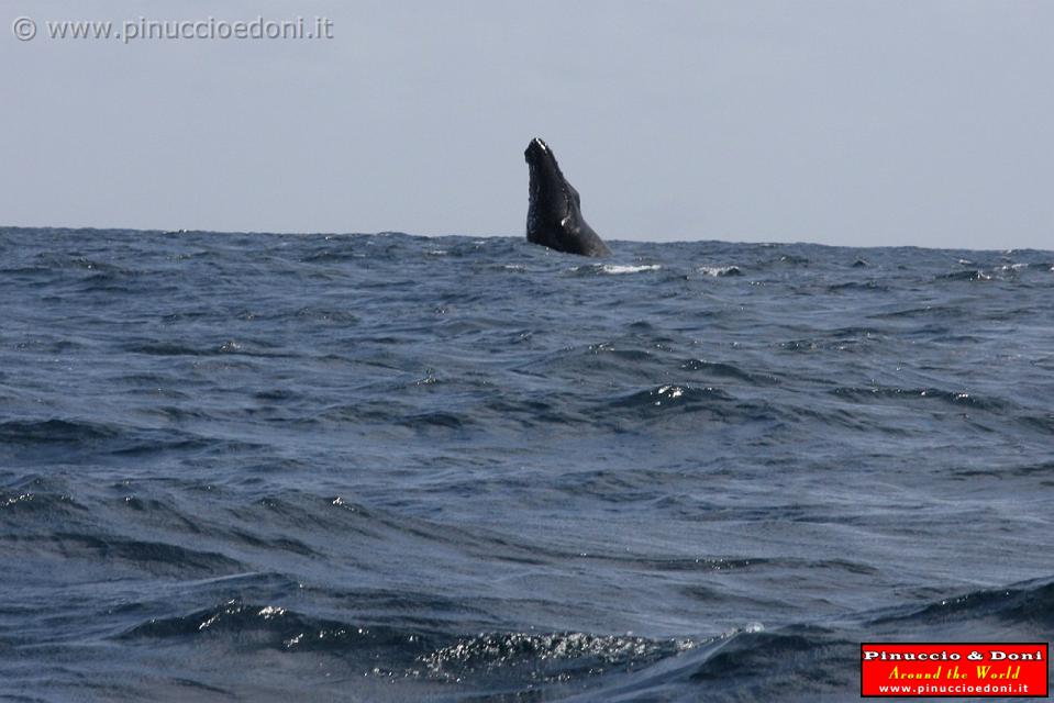 ECUADOR - Whale watching in Puerto Lopez - 09.jpg